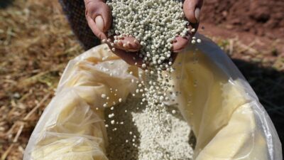 Denizli Büyükşehir Belediyesi’nin kentin coğrafi işaretli tarımsal değerlerinden biri olan