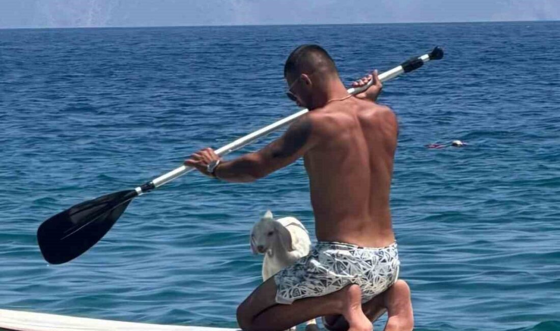 Muğla’nın Datça ilçesinde henüz 1 aylık keçi yavrusu, sahibiyle birlikte