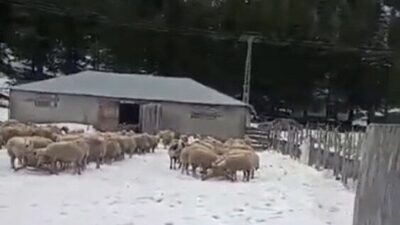 Osmaniye’nin Kadirli ilçesine bağlı Değirmendere köyü Maksutoğlu Yaylası mevkiinde iki