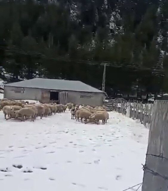 Osmaniye’nin Kadirli ilçesine bağlı Değirmendere köyü Maksutoğlu Yaylası mevkiinde iki