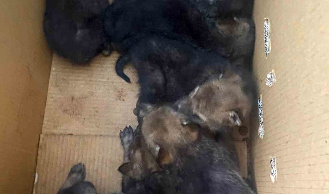 Karakoçan ilçesine bağlı Yeşilbelen Köyü kırsalında bulunan 7 yavru kurt,