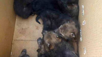 Karakoçan ilçesine bağlı Yeşilbelen Köyü kırsalında bulunan 7 yavru kurt,