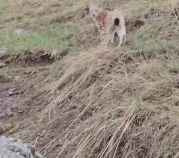Erzurum’un Karayazı ilçesinde nesli tehdit altındaki vaşak görüntülendi. Geyikli Mahallesi