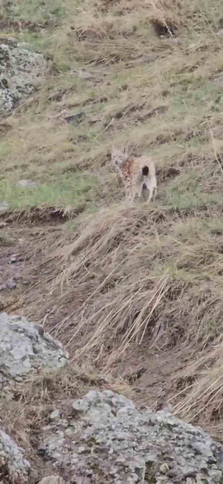 Erzurum’un Karayazı ilçesinde nesli tehdit altındaki vaşak görüntülendi. Geyikli Mahallesi