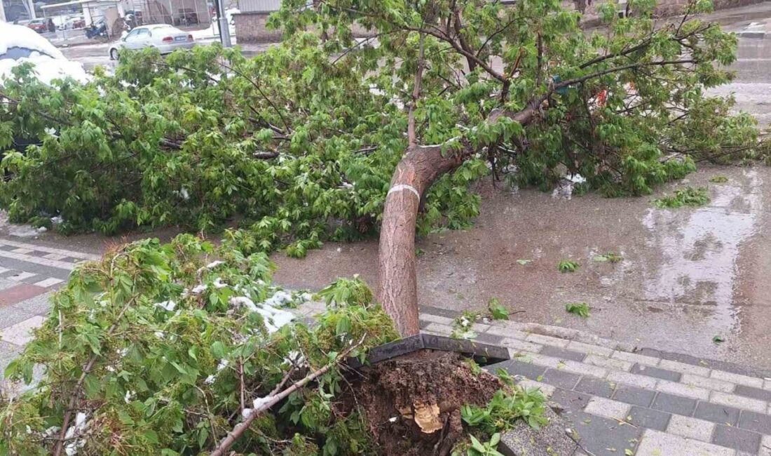 Afyonkarahisar’ın Sandıklı ilçesinde aniden bastıran kar yağışı sonrası karın ağırlığını