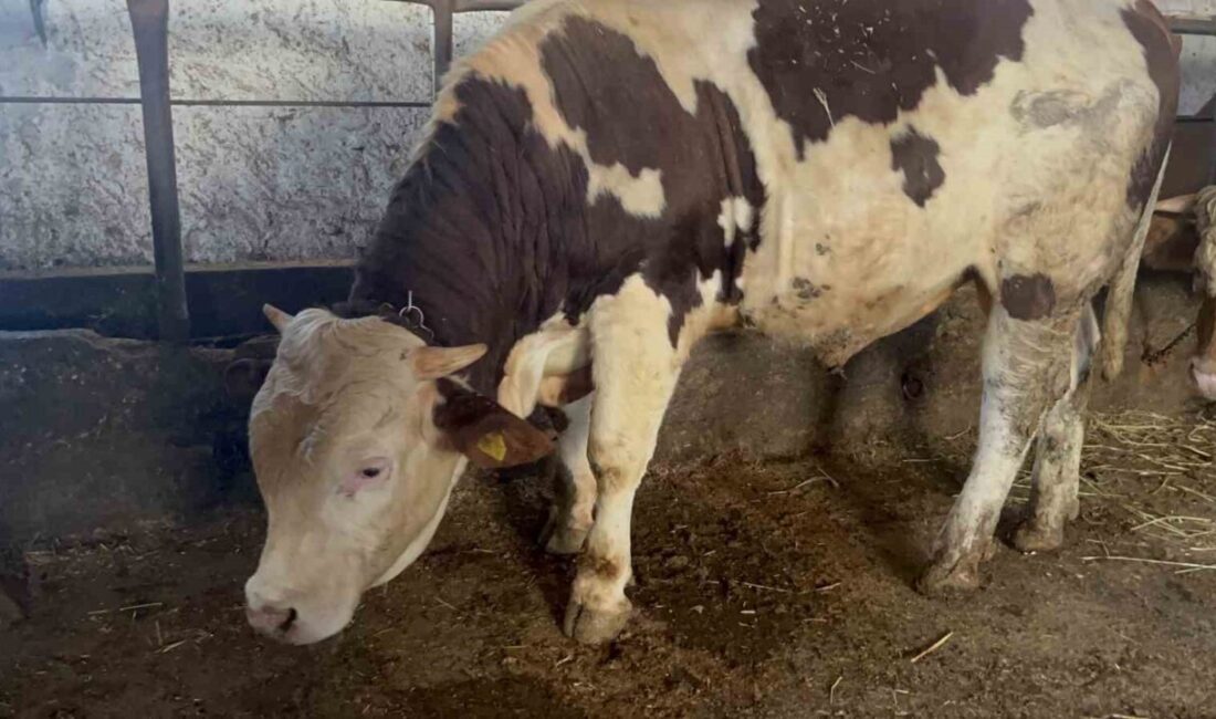 Kurban Bayramı’na sayılı günler kala Kars’ta besicilerin umutla beklediği hareketlilik