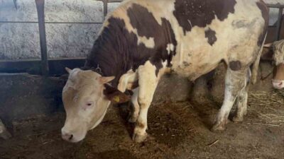 Kurban Bayramı’na sayılı günler kala Kars’ta besicilerin umutla beklediği hareketlilik