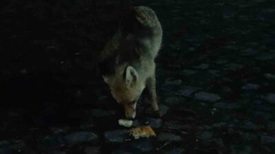 Kars’ta yiyecek bulmakta zorlanan kızıl tilki, kent merkezine kadar indi.