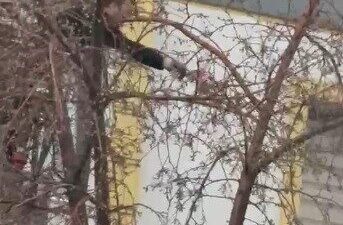 Kars’ta bir ağacın dallarına takılarak mahsur kalan güvercin, itfaiye ekiplerince