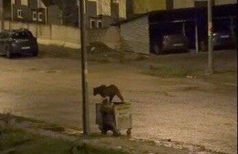 Kars’ın Sarıkamış ilçesinde gece saatlerinde kent merkezine inen iki boz