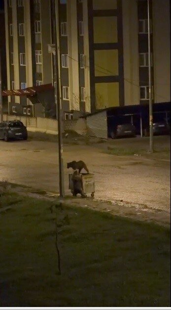 Kars’ın Sarıkamış ilçesinde gece saatlerinde kent merkezine inen iki boz