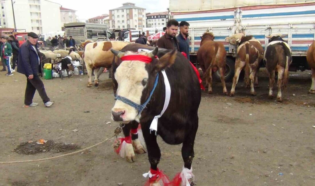 Kars’ta kurban pazarında son gün yoğunluğu yaşandı. Sabahın erken saatlerinden