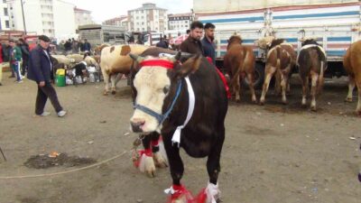 Kars’ta kurban pazarında son gün yoğunluğu yaşandı. Sabahın erken saatlerinden