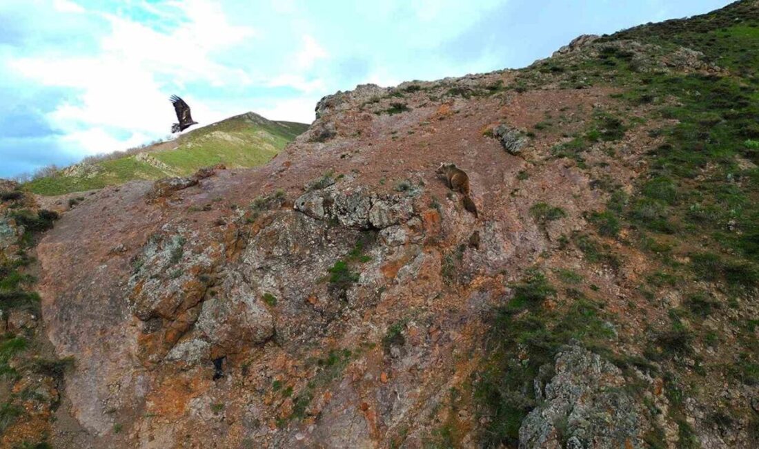 Bingöl’de doğada yiyecek arayan anne ayı ve iki yavrusu, kartalın