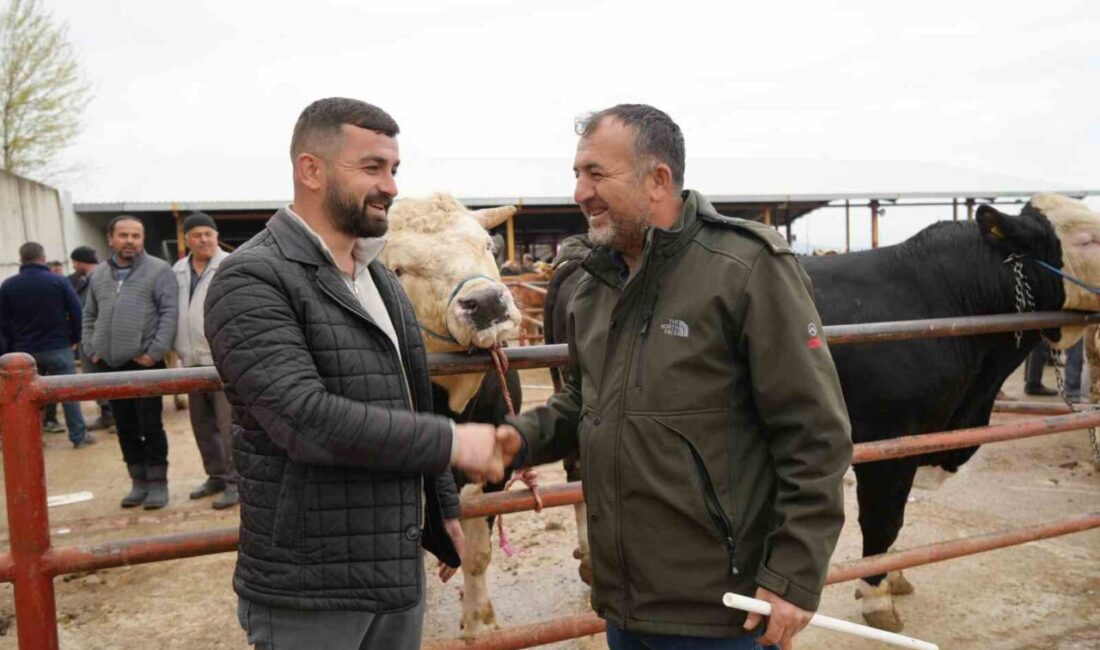 Kastamonu Hayvan Pazarı yaklaşan Kurban Bayramı’yla birlikte hareketlenirken pazarın gözdesi