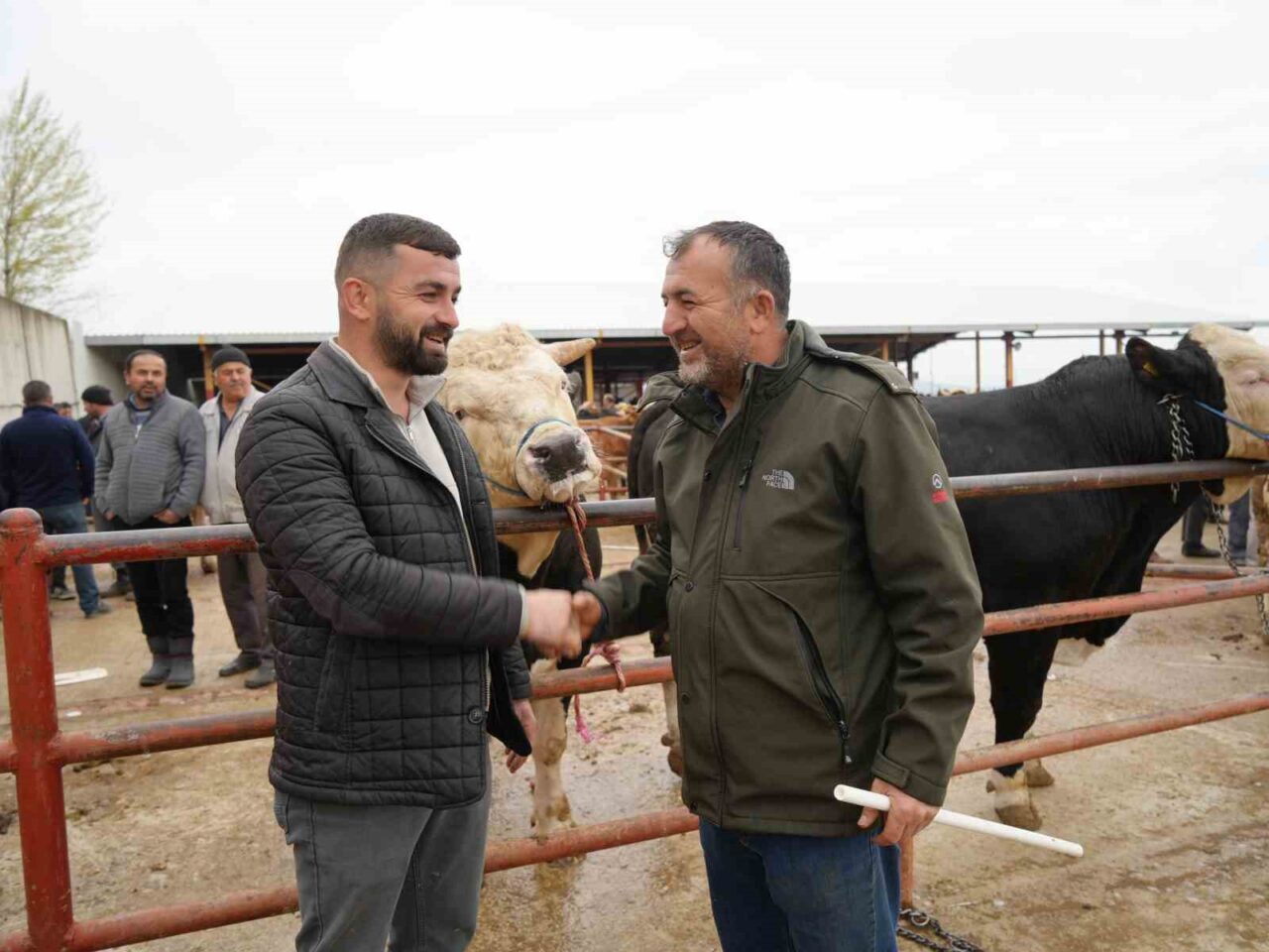 Kastamonu Hayvan Pazarı yaklaşan Kurban Bayramı’yla birlikte hareketlenirken pazarın gözdesi