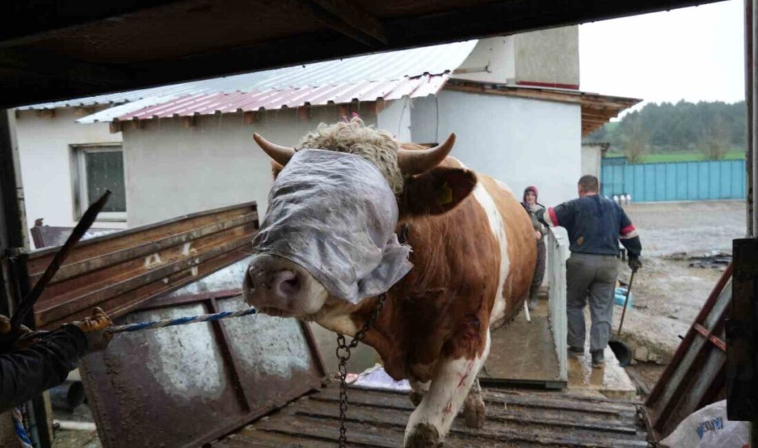 Kastamonu’da aylardır beslenen kurbanlık hayvanların, yaklaşan Kurban Bayramı nedeniyle İstanbul’un
