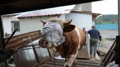 Kastamonu’da aylardır beslenen kurbanlık hayvanların, yaklaşan Kurban Bayramı nedeniyle İstanbul’un