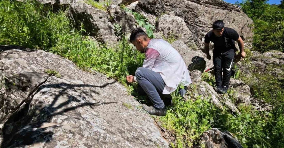 Batman’ın Sason ilçesinde ilkbaharın gelişiyle birlikte dağlarda doğal olarak yetişen
