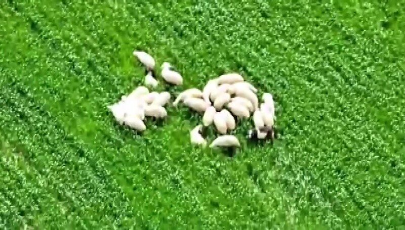 Amasya’da bir köyde kaybolan koyun sürüsü, AFAD’ın dronunun devreye girmesiyle