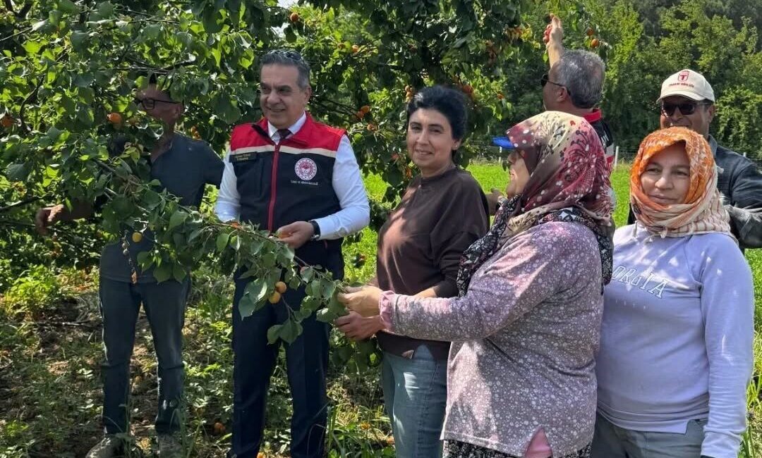 Aydın’ın Efeler ilçesinde kayısı bahçelerinde ürün hasadı başladı. Aydın İl