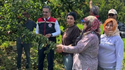 Aydın’ın Efeler ilçesinde kayısı bahçelerinde ürün hasadı başladı. Aydın İl
