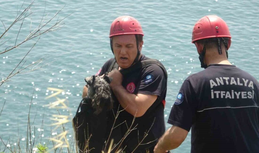 Antalya’da sahibi ile parkta gezerken bir kedinin peşine düşerek falezlerden