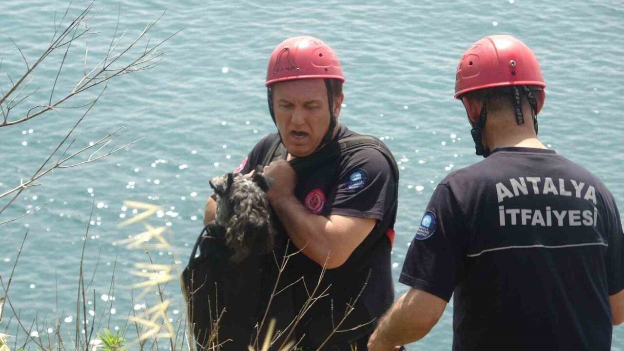 Antalya’da sahibi ile parkta gezerken bir kedinin peşine düşerek falezlerden