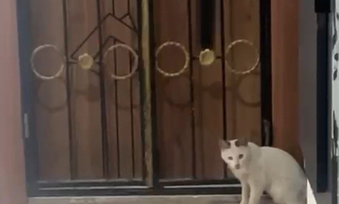 Elazığ’ın Karakoçan ilçesinde bir kedi apartman içerisinde yakaladığı kedi ile