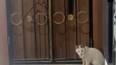 Elazığ’ın Karakoçan ilçesinde bir kedi apartman içerisinde yakaladığı kedi ile