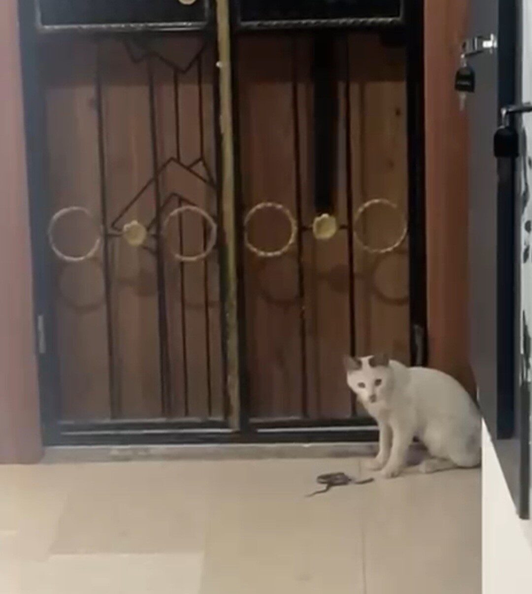 Elazığ’ın Karakoçan ilçesinde bir kedi apartman içerisinde yakaladığı kedi ile