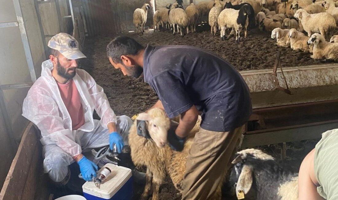 Kemah İlçe Tarım ve Orman Müdürlüğü ekiplerince, Boğaziçi köyünde küçükbaş