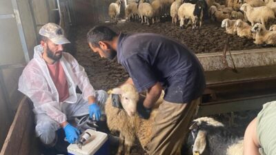 Kemah İlçe Tarım ve Orman Müdürlüğü ekiplerince, Boğaziçi köyünde küçükbaş