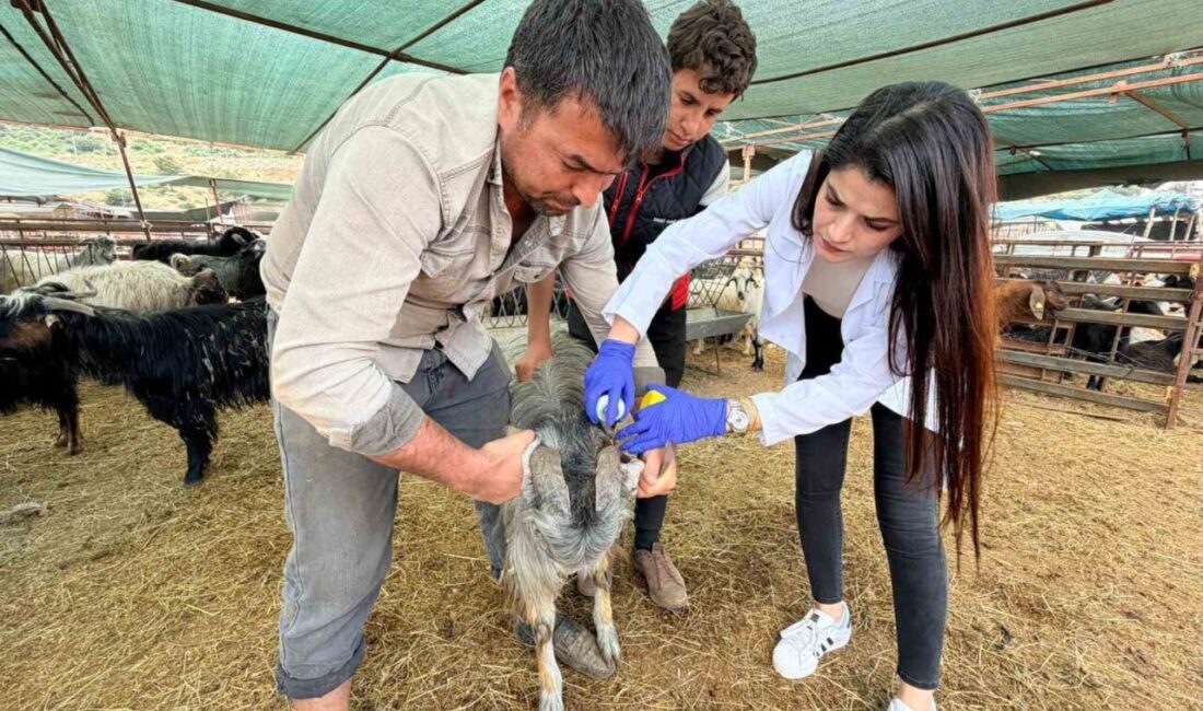 Kepez Belediyesi Zabıta Müdürlüğü ile Veteriner İşleri Müdürlüğü ekipleri, Kurban