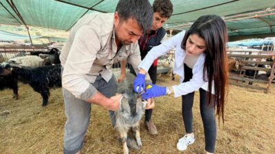 Kepez Belediyesi Zabıta Müdürlüğü ile Veteriner İşleri Müdürlüğü ekipleri, Kurban