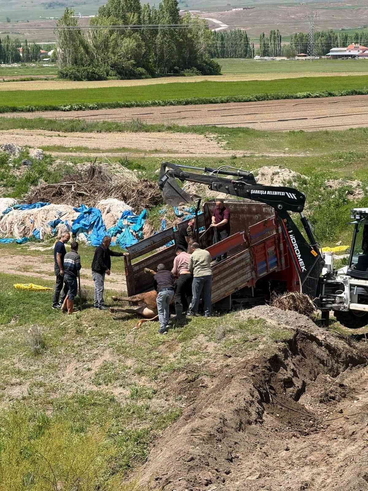 Sivas’ın Divriği ilçesinde kesime 4 gün kala mezbahaneden kaçan kurbanlık