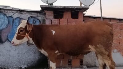 Bursa’da bir kişinin çatıda kesmek istediği büyükbaş kurbanlığı merdivenlerden 6’ıncı