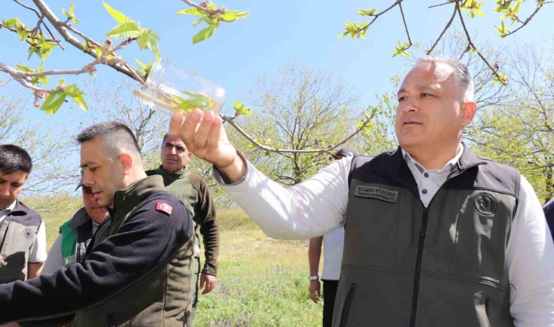 Türkiye’nin önemli kestane üretim merkezlerinden Aydın’da, kestane ağaçlarına zarar veren