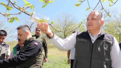 Türkiye’nin önemli kestane üretim merkezlerinden Aydın’da, kestane ağaçlarına zarar veren