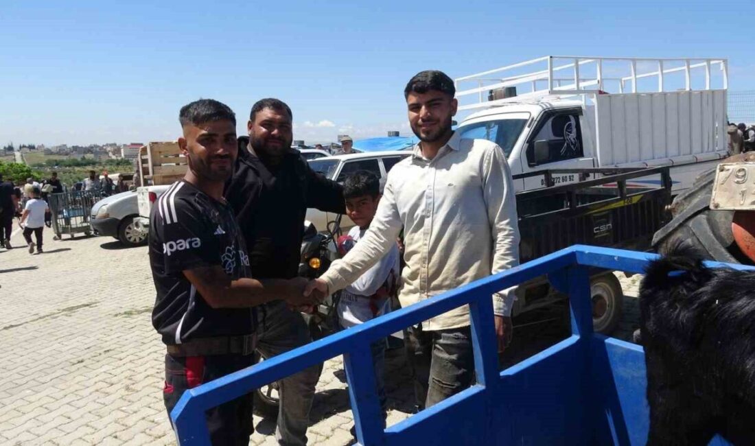 Kurban Bayramı’na sayılı günler kala Kilis’te canlı hayvan pazarlarında hareketlilik