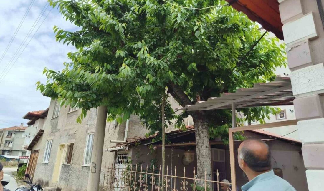 Çorum’un Osmancık ilçesinde kiraz toplamak için çıktığı ağaçtan demir korkulukların