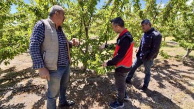 Afyonkarahisar’da kiraz üretim alanlarında zararlı takibi ve ürün kontrolleri yapılmaya