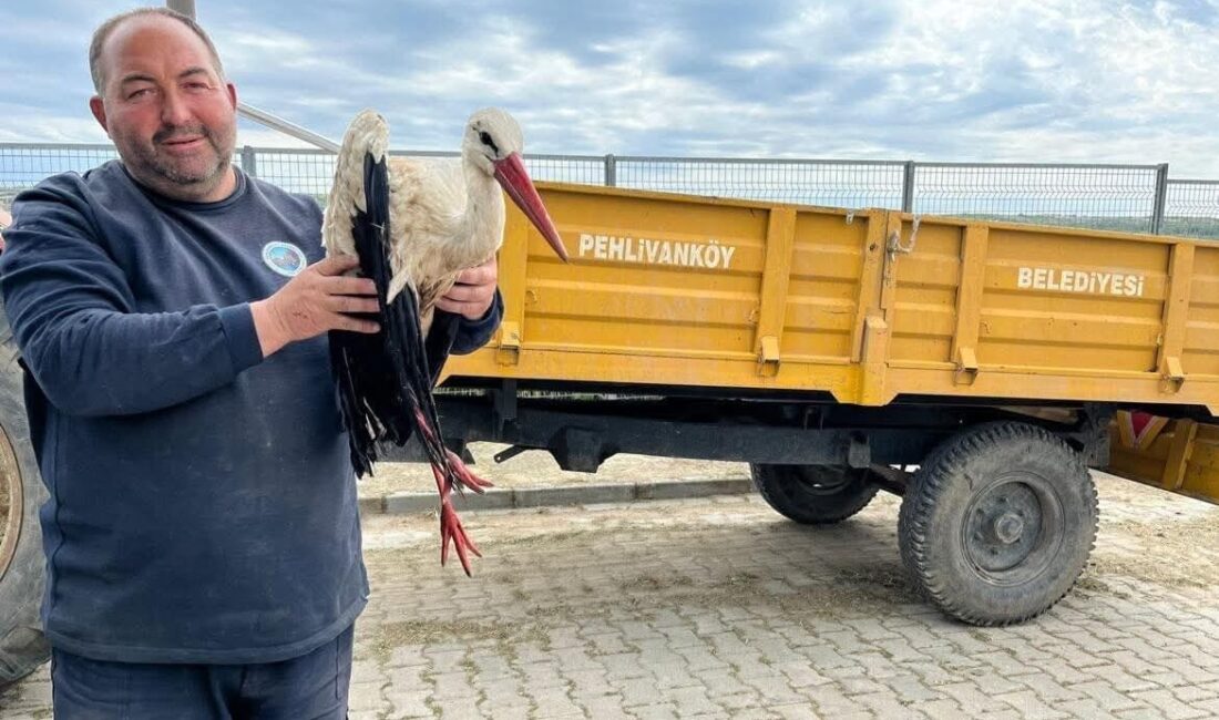 Kırklareli’nin Pehlivanköy ilçesinde bitkin ve yaralı halde bulunan leylek, belediye