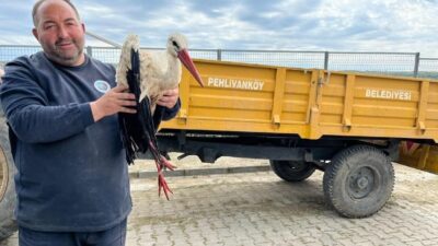 Kırklareli’nin Pehlivanköy ilçesinde bitkin ve yaralı halde bulunan leylek, belediye