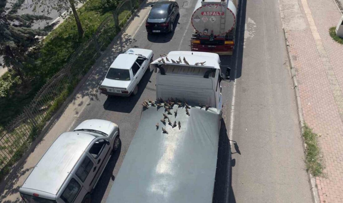 Şanlıurfa’nın Viranşehir ilçesinde kumruların kırmızı ışığın yanmasıyla birlikte başlayan ziyafeti