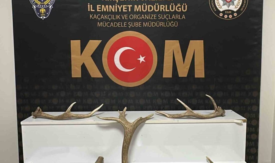 Kırşehir’de bir iş yerinde yapılan aramada 7 kızıl geyik boynuzu