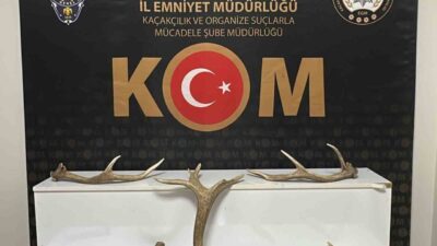 Kırşehir’de bir iş yerinde yapılan aramada 7 kızıl geyik boynuzu