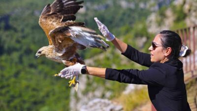 Antalya’da geçtiğimiz aylarda bitkin bir halde bulunan kızıl şahin, tedavisi