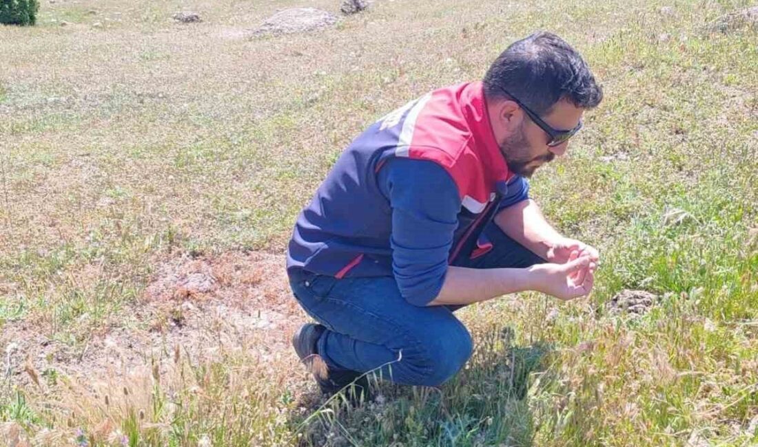 Aydın’ın Koçarlı ilçesinde ilçe tarım ekipleri, garsiyat sahalarında çekirge tespit