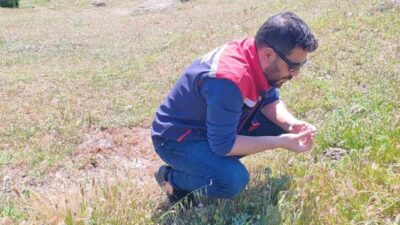 Aydın’ın Koçarlı ilçesinde ilçe tarım ekipleri, garsiyat sahalarında çekirge tespit